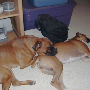 Boxer Pillow