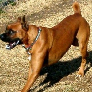 Oscar, the goofy dog