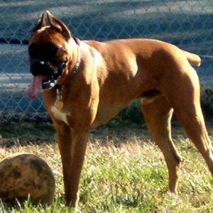 Oscar and His Ball