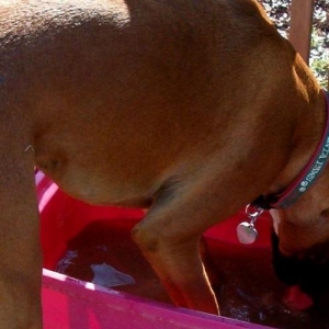 Oscar, drinking with his feet in the bowl