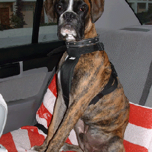 Aragon (5 months)