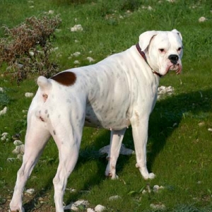 Avra