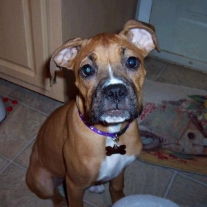 Where's my dinner?