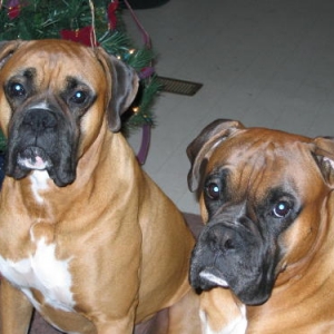 Biscuit and Earl