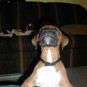 WOOF!