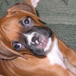 AJ