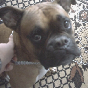 Sweet Boy