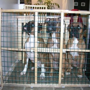 Jailed
