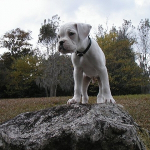 King of the...........rock?