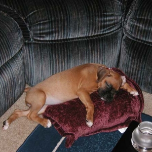 Raven Napping