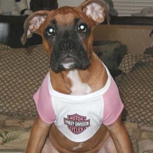 Lil' Harley Girl