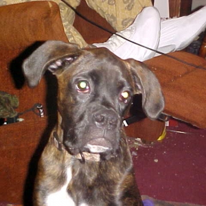 Bailey