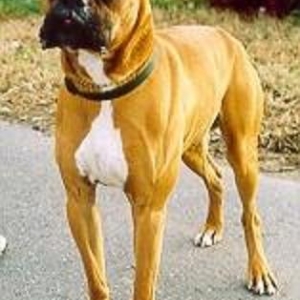 Bodie the Boxer