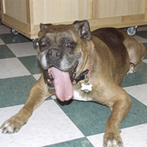 Half Tongue - Half Dog