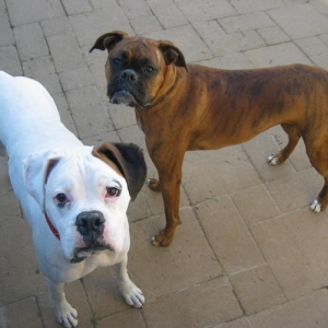 Roxy_Dog_036_3_