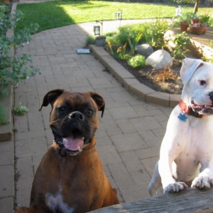 Roxy_Dog_031_2_2