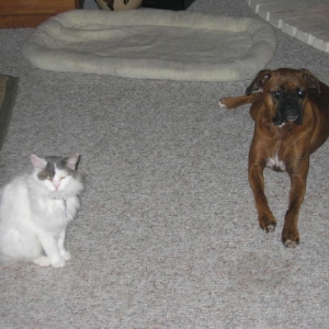 Roxy_Dog_006_2_1