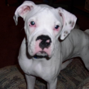 Cooper