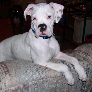 Cooper