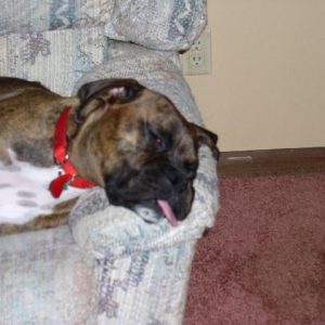 Stoney sleeping