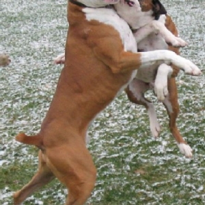 Boxer Dance
