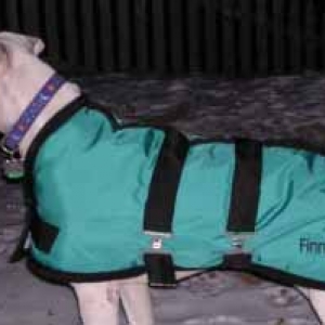 Finn in his new winter coat