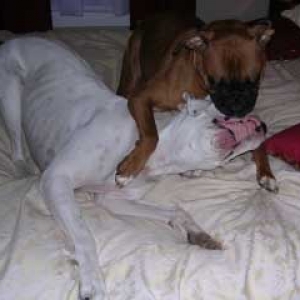 Finn & Nessa Wrestling