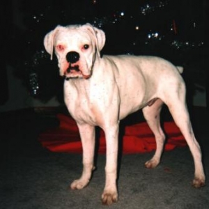 Chewy Chirstmas 2003
