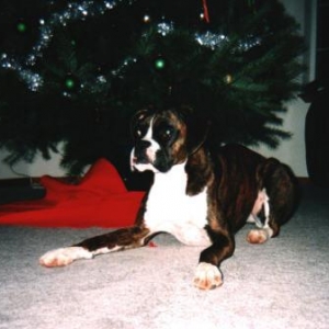 Popcorn, Christmas 2003