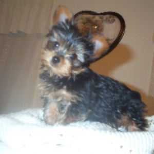 Rocco My World