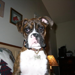 Otis sitting and watching