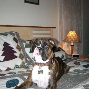 Otis laying and staring