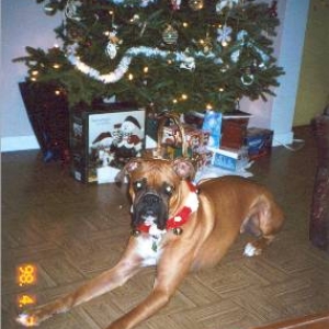santa's lil helper