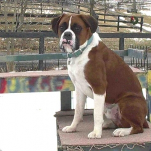 Being on top of the jungle gym makes me the king!