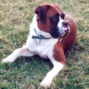 Baxter_portrait2