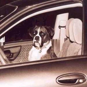 Maybe if I sit here long enough, she'll let me drive.
