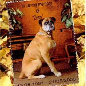 Zeus (we will always love you)