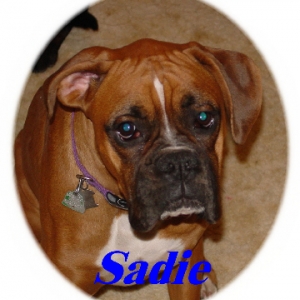 Sadie 1yr.