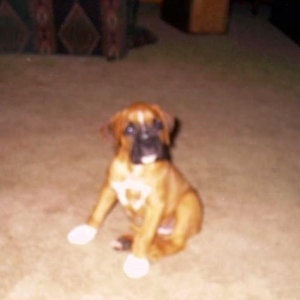 This is my newest puppy.