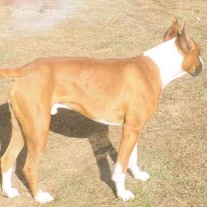 My puppy's Dad--"T-bone"