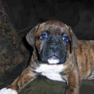 Allie 8weeks
