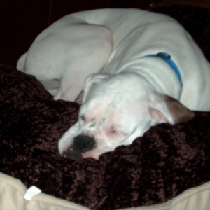 Gidget's new bed