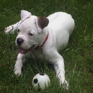 Gidget at 12 weeks