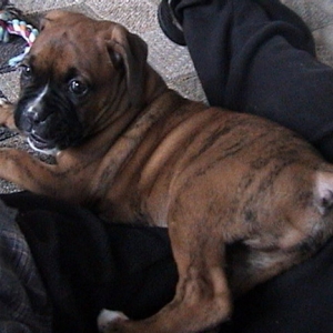 Tyghzen at 5 weeks!