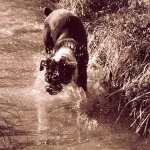 If I continue to splash, will there be more fish?