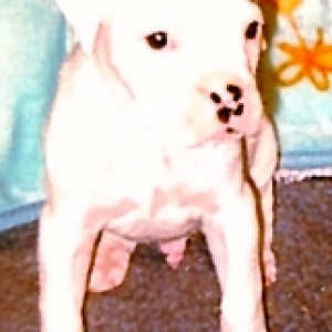 Rocky at 5 and a half weeks
