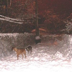 Snow