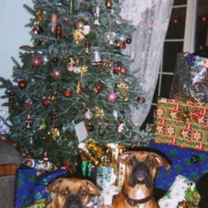 Xmas 04 Furbabies