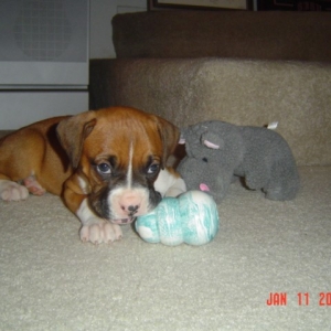Baby Jake