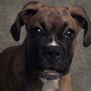 Whatchu talkin' bout Willis?